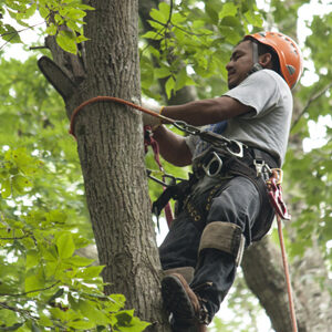 A man wearing a helmet and safety harness trims a healthy tree with green foliage, using ropes and tools, in a Raleigh, NC, summer setting.