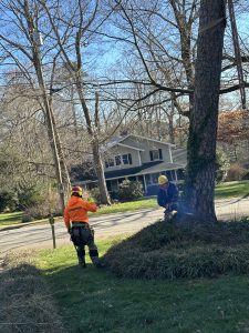 Professional Tree Removal