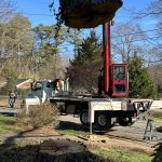 Crane Lifting Tree From Ground