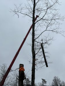 Tree Service with Crane