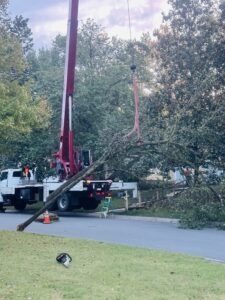 This winter, remove your trees to create a clean, open space ready for spring landscape projects.