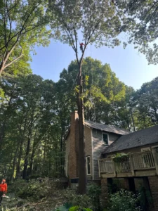 A tree that was located very close to a home in the process of being removed. 