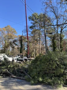 The downed trees after the crane removal