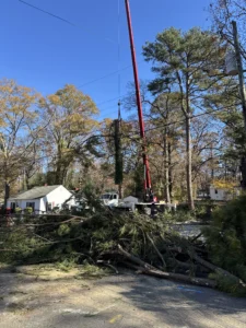 The crane is being used to remove the trees