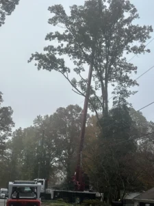 The crane is getting set up to take down the big oak.