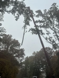 We utilized a crane for this tree removal project.