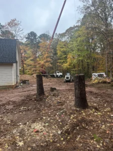 Some of the tree stumps from the project