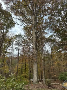 These massive trees were marked for removal.