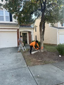 A worker from North Raleigh Tree uses a chainsaw to carefully cut down a maple tree in front of a townhome, demonstrating manual tree removal expertise.