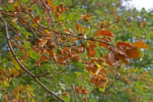 A drought affected tree branch.
