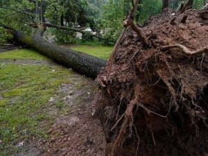 Large uprooted tree with exposed roots after heavy rainfall, demonstrating how saturated soil can weaken tree root systems and lead to tree failure.